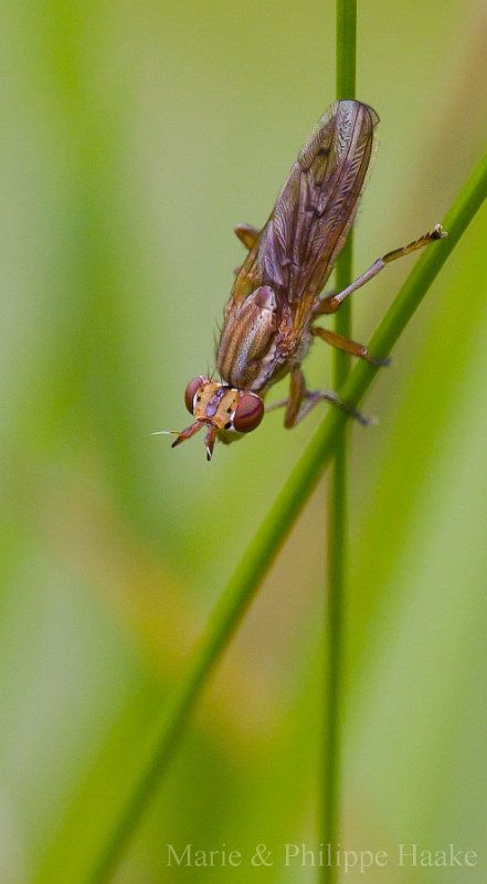 Insecte non identifie 1378.jpg - Insecte... pour l'instant non identifié, mais avec une jolie tête! (Ermitage, Genève, Suisse)